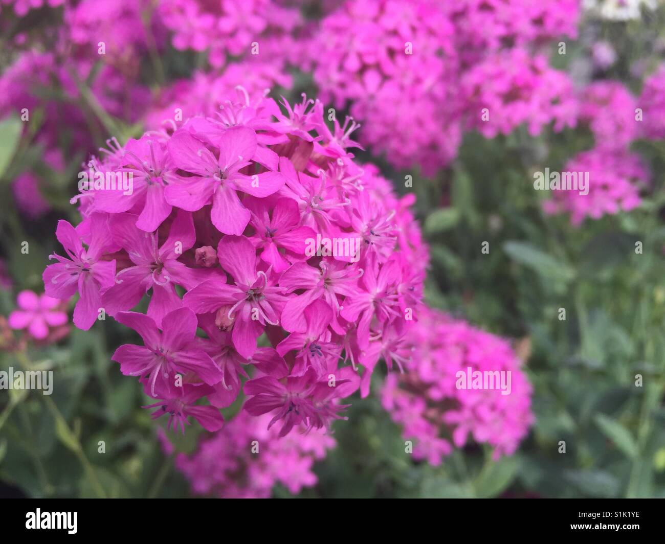 Silene 'rose' mousseux rose variété de fleurs dans un jardin de l'Irlande Banque D'Images