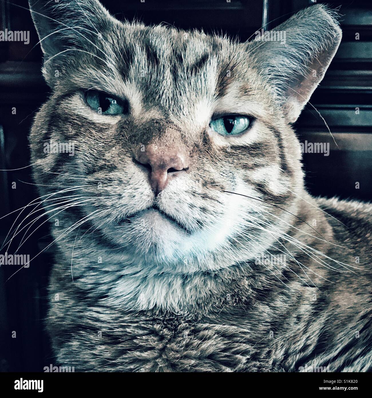Pensive Grumpy Cat Banque D'Images