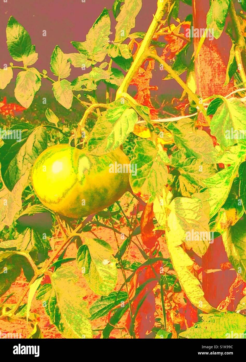 De Tomate verte avec effet spécial- Caroline du Nord. - Image de stock capturée avec un smartphone