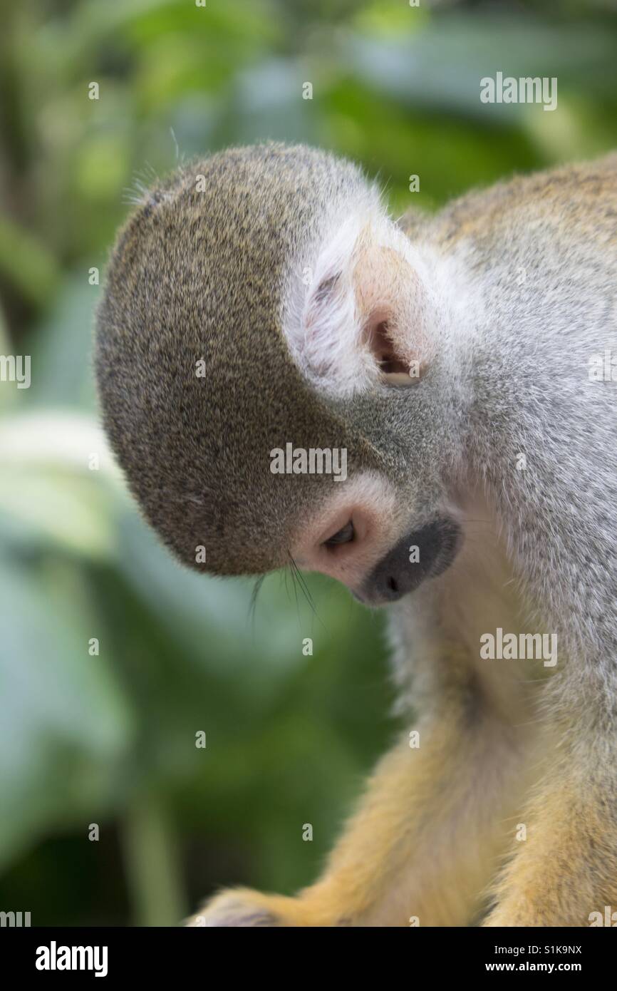 Un singe en pleine réflexion. Banque D'Images