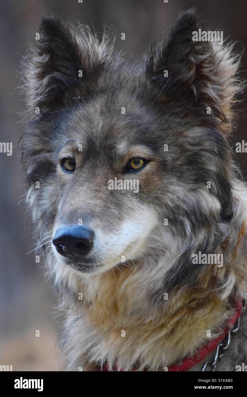 Ce portrait d'un chien loup saisit l'intensité de ses yeux couleur ambre et reflète son patrimoine sauvage. Elle est toujours vigilants. C'est vraiment un magnifique animal. Banque D'Images