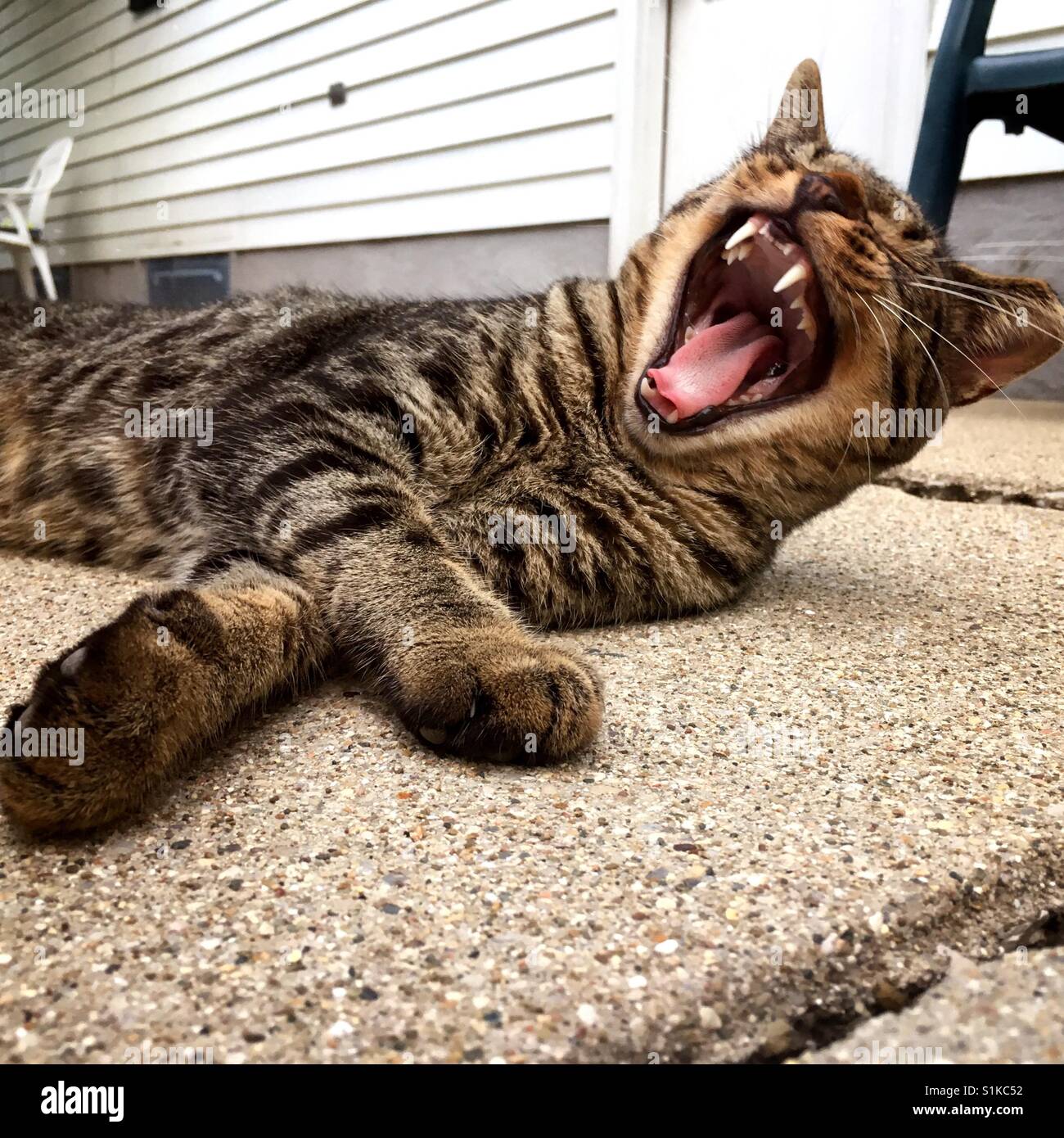 Un chat baille tout en se trouvant sur un patio (1) Banque D'Images