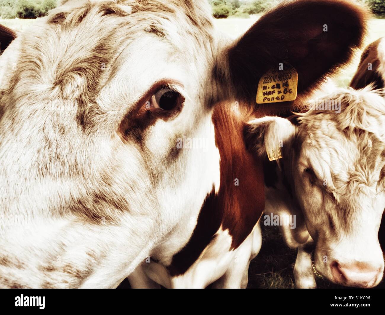 Les bovins de boucherie UK - Image de stock capturée avec un smartphone