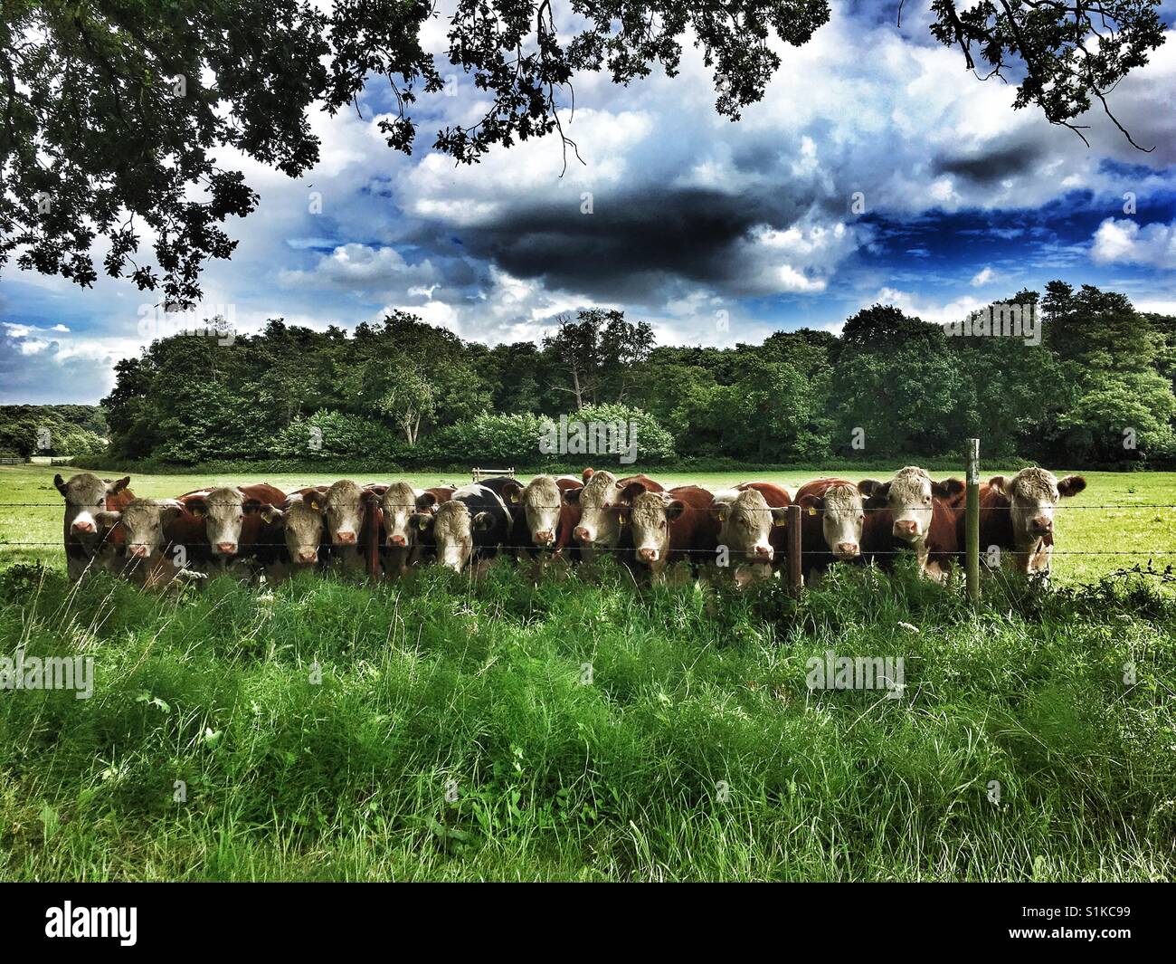Les bovins de boucherie, Capel St Andrew, Suffolk, UK. - Image de stock capturée avec un smartphone