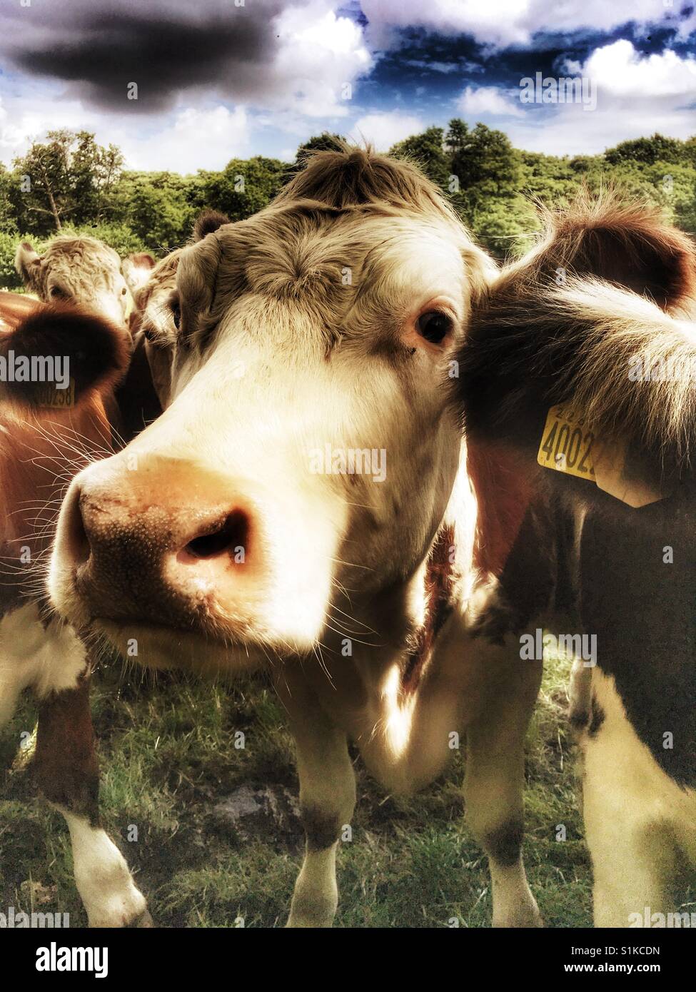 Les bovins de boucherie en Angleterre - Image de stock capturée avec un smartphone
