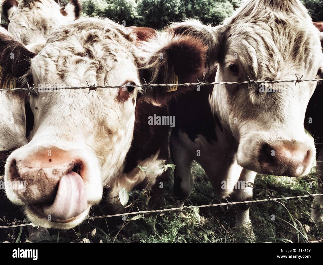Les bovins de boucherie, Capel St Andrew, Suffolk, UK. - Image de stock capturée avec un smartphone