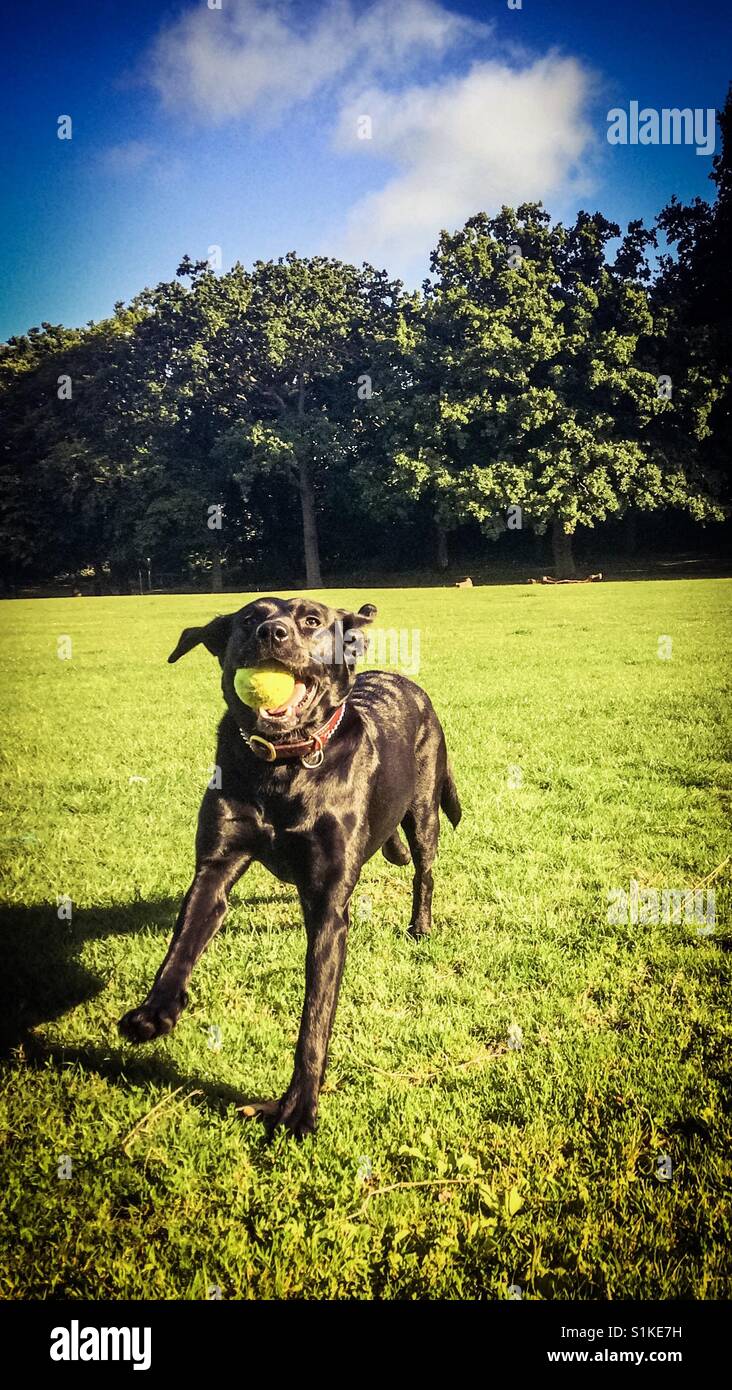 Labrador avec balle de tennis Banque D'Images