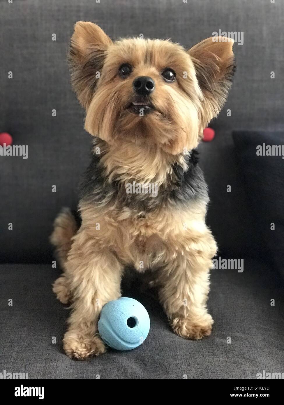 Chien avec son jouet préféré Banque D'Images