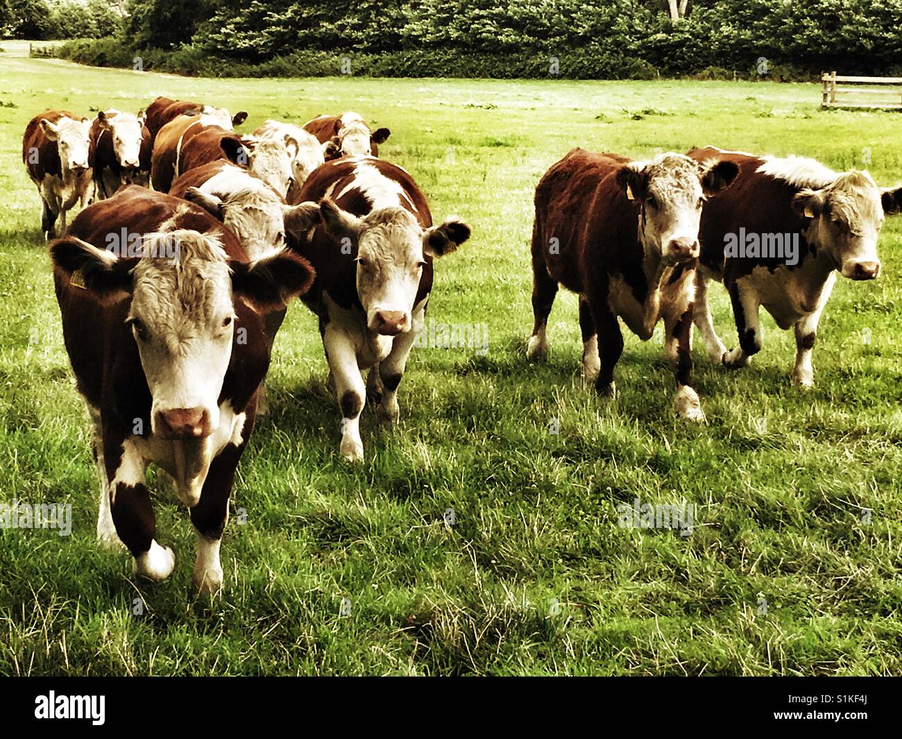 Troupeau de bovins à viande - Image de stock capturée avec un smartphone