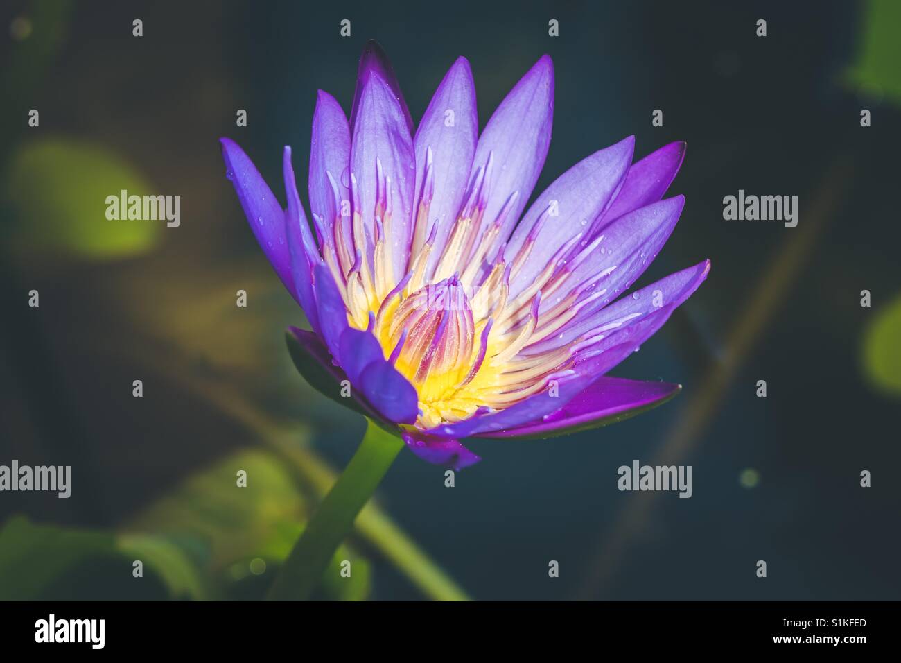 Lapparence Dune Fleur De Lotus Pourpre Est Un Beau Symbole