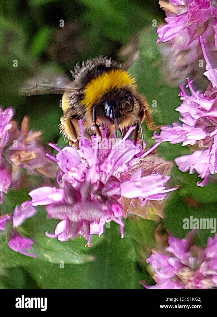Bumblebee au 'travail' ! - Image de stock capturée avec un smartphone