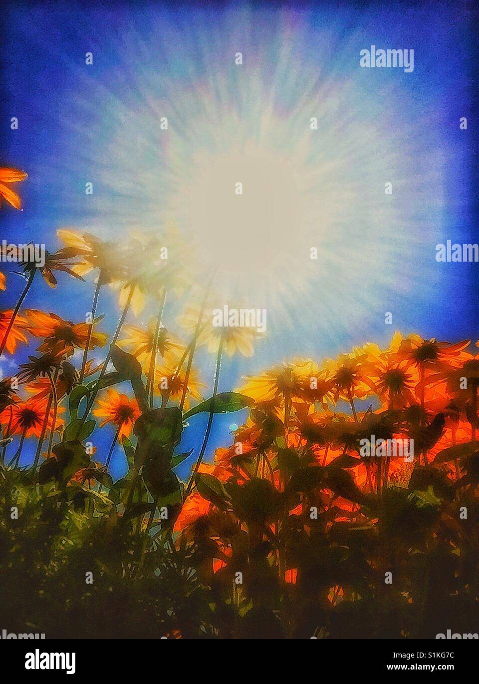 Fleurs d'échinacée et de soleil. - Image de stock capturée avec un smartphone