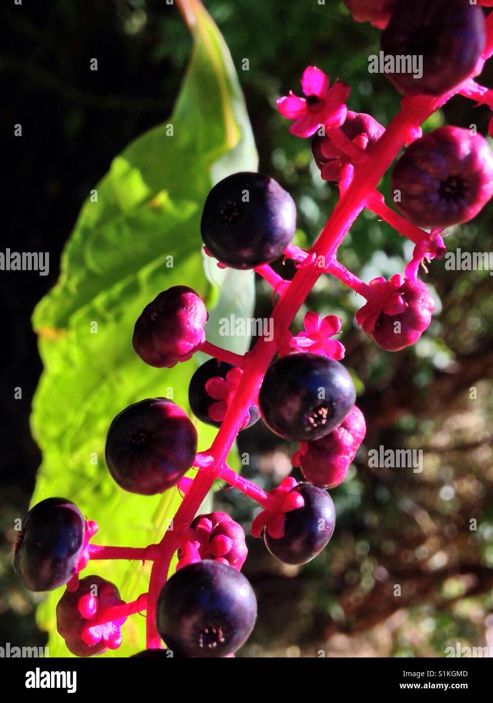 Pokeberries mûrs avec feuille verte- Caroline du Nord. Banque D'Images