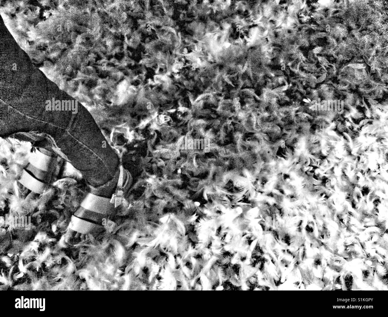 Pieds de femme debout sur le sol recouvert de plumes blanches. Banque D'Images