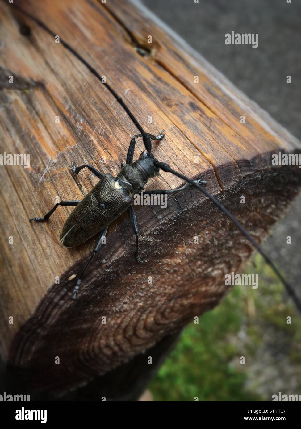 Un scarabée de musc, Aromia moschata, assis sur un rondin Banque D'Images