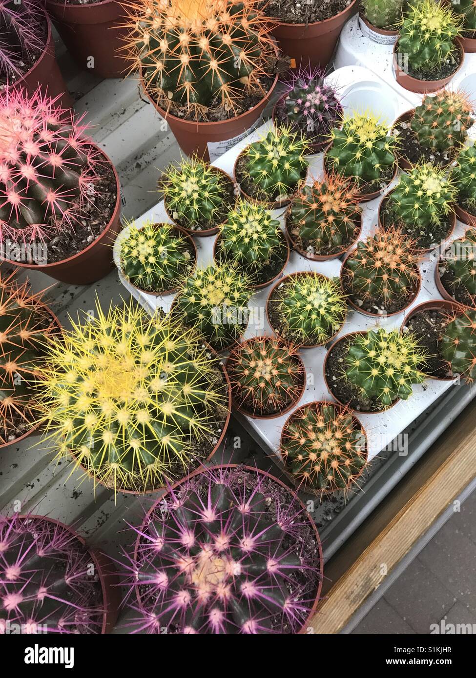 Le magasin de fleurs. Fleurs et plantes vertes sont emballés dans des pots sur des étagères et des plateaux dans le magasin. Banque D'Images