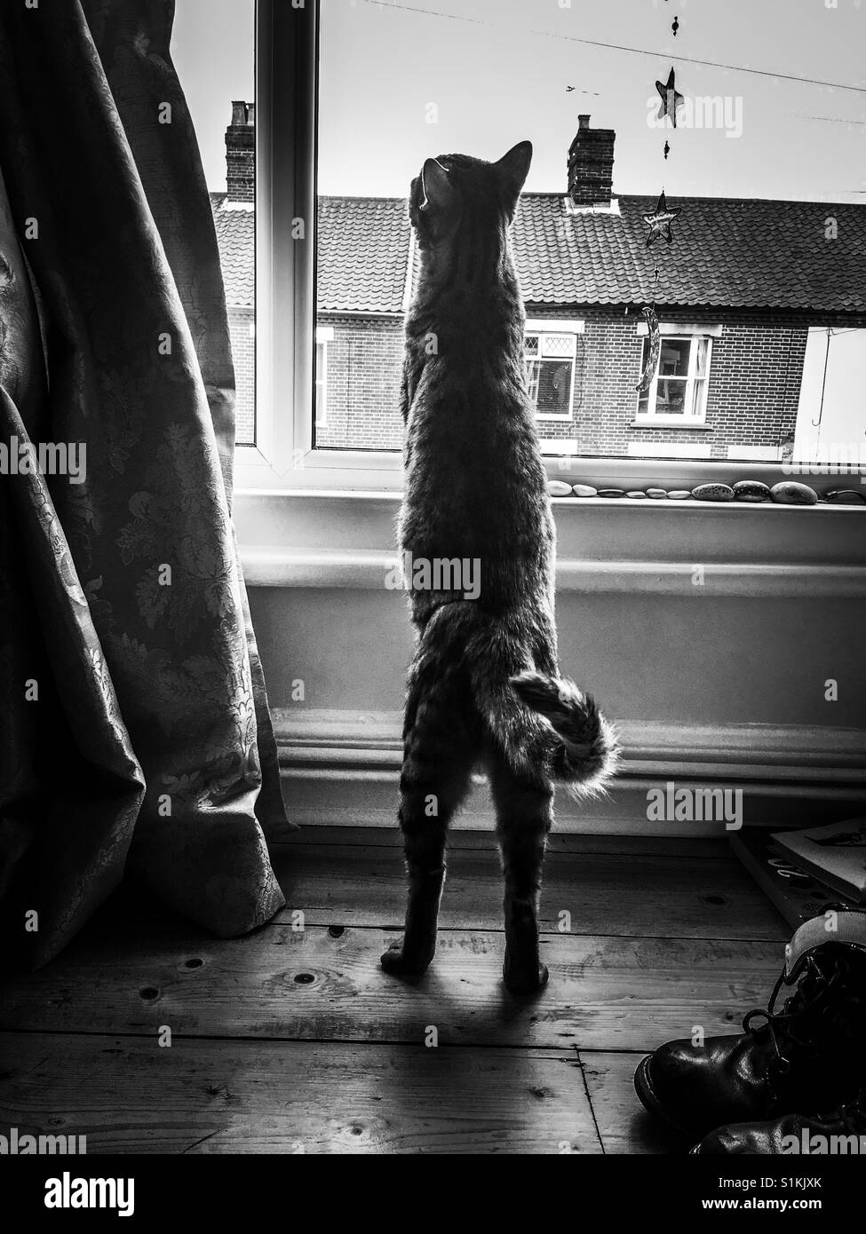 Un Bengal chat l'observation des oiseaux au moyen d'une fenêtre Banque D'Images