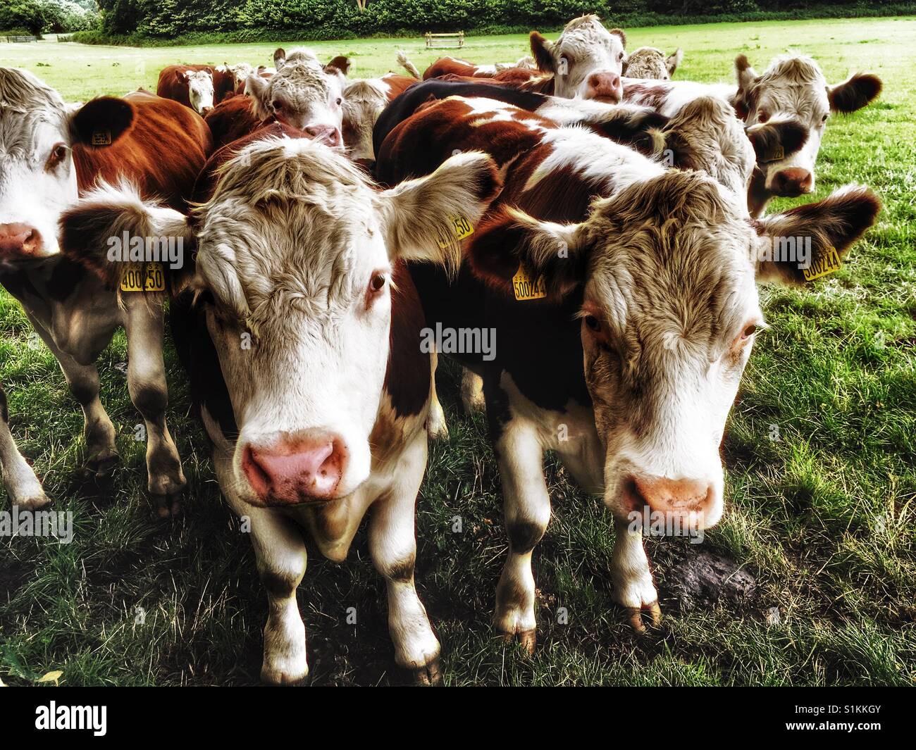 Les bovins de boucherie - Image de stock capturée avec un smartphone