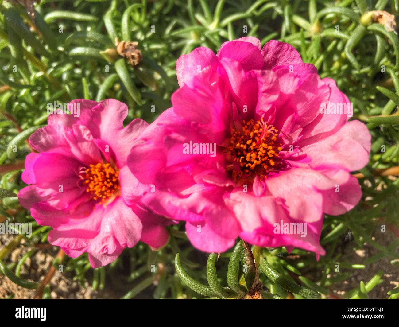 Portulaca grandiflora, également connu sous le nom de Moss rose - Image de stock capturée avec un smartphone