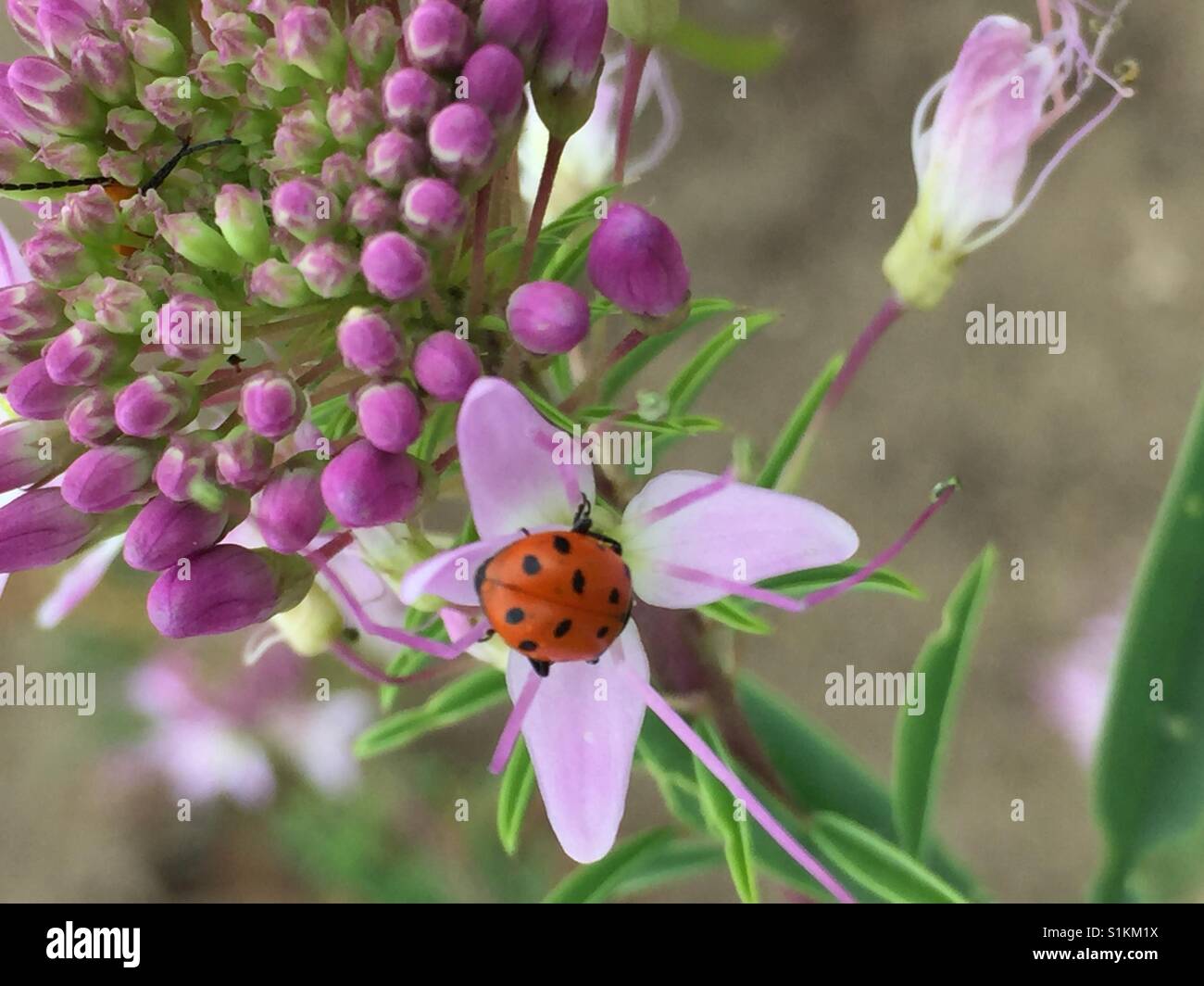 Coccinelle sur fleur Banque D'Images