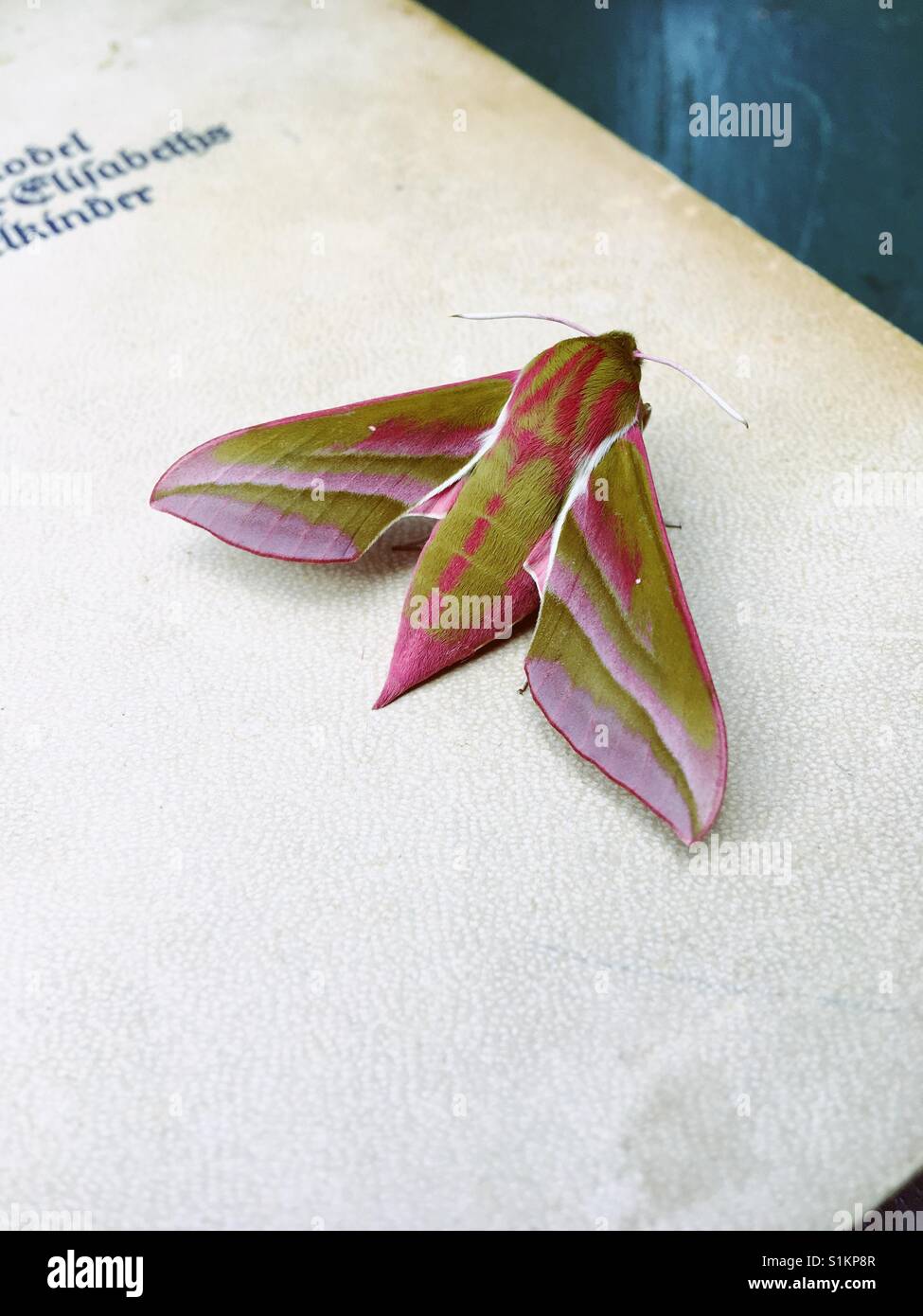 Un éléphant-hawk moth assis sur un livre - Image de stock capturée avec un smartphone