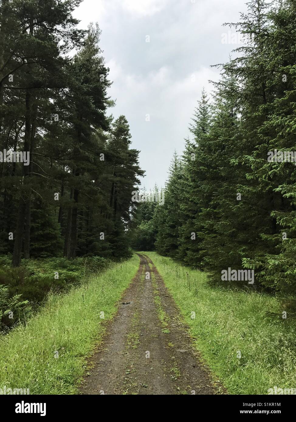 La voie d'une forêt de pins dans le Northumberland, en Angleterre. Banque D'Images