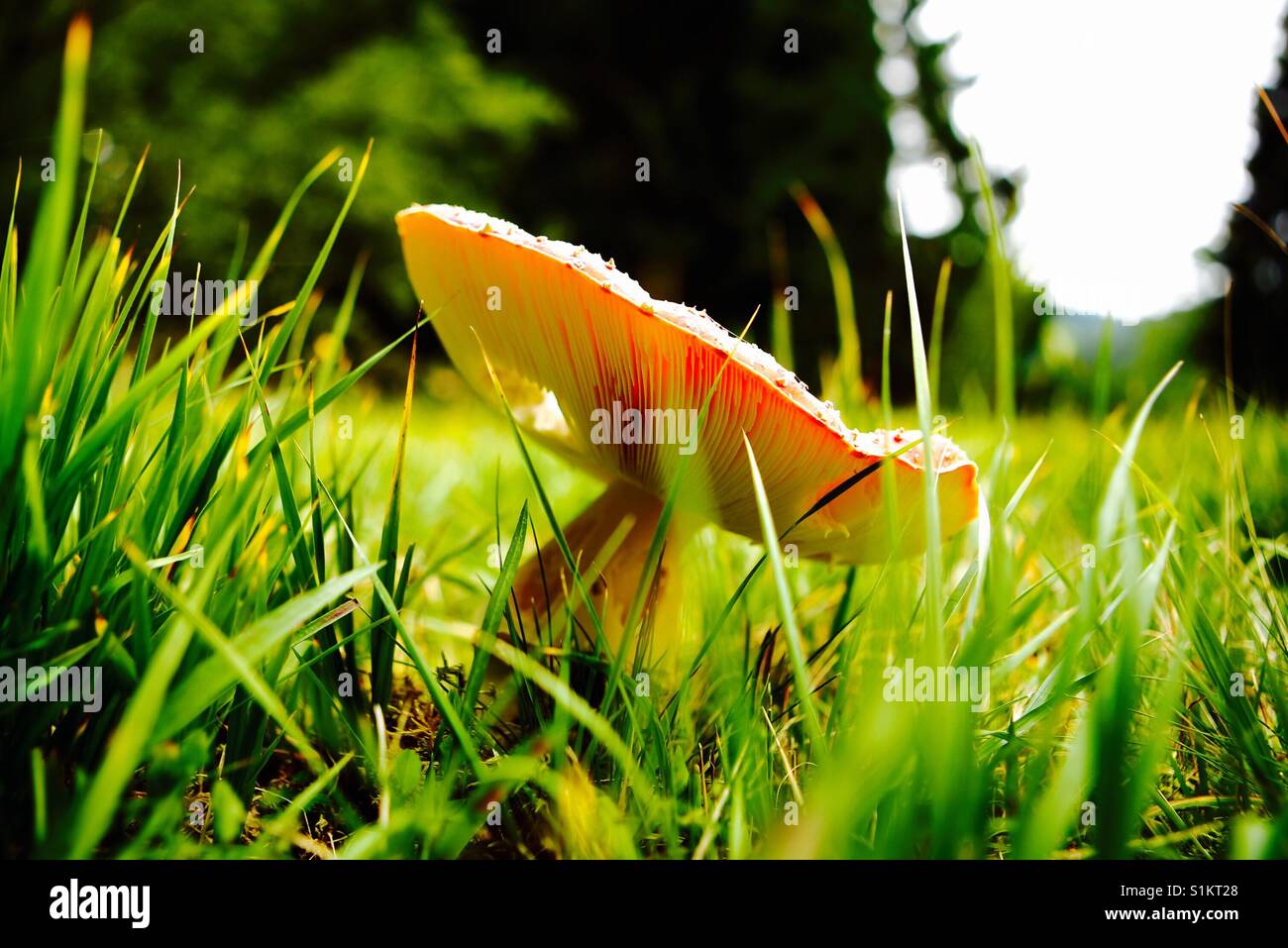 Dans la nature champignons incroyable Banque D'Images