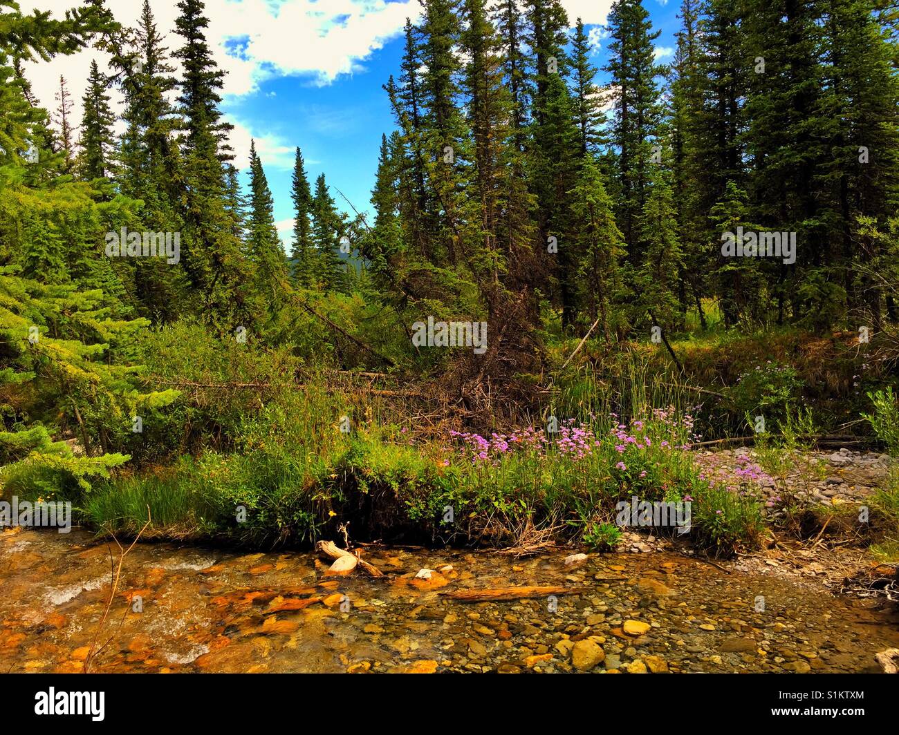 Appartements et Coble Creek dans la région de Kananaskis et de mauvaises herbes Incendie Banque D'Images