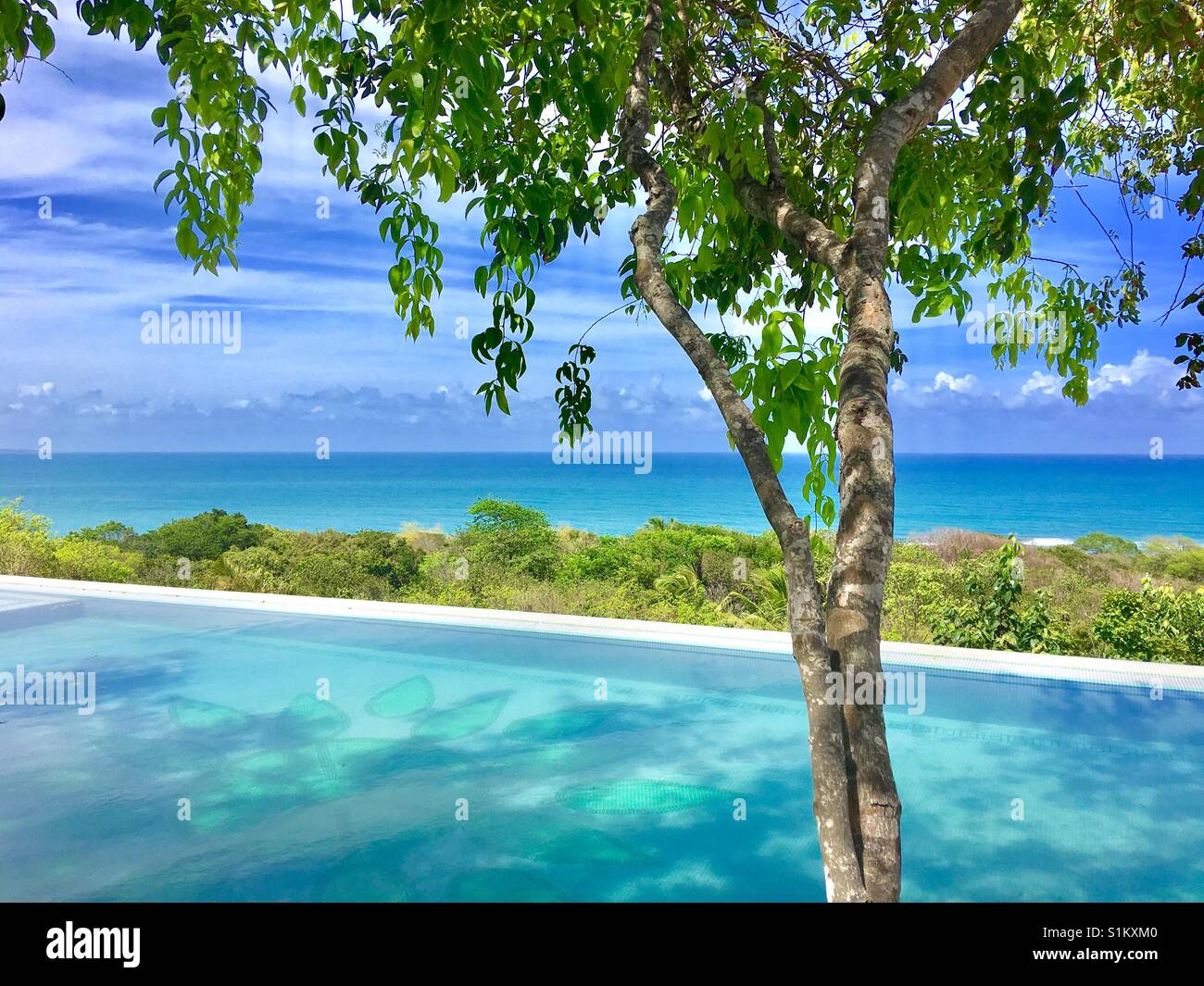 Arbre de la piscine Banque de photographies et d’images à haute — free download