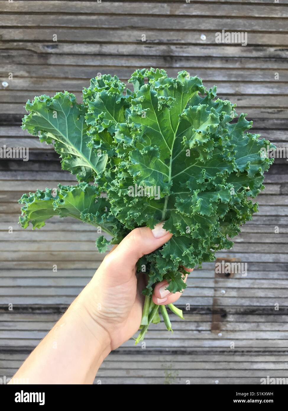 Kale bio frais de notre jardin en face de panneau Banque D'Images