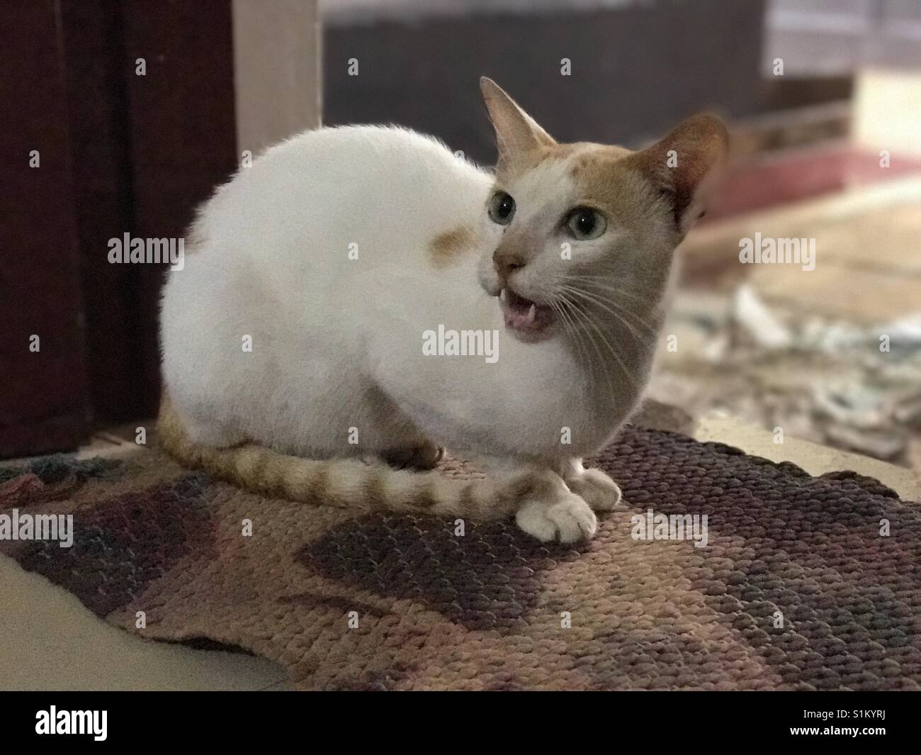 Cri de chaton Banque de photographies et d’images à haute résolution Alamy