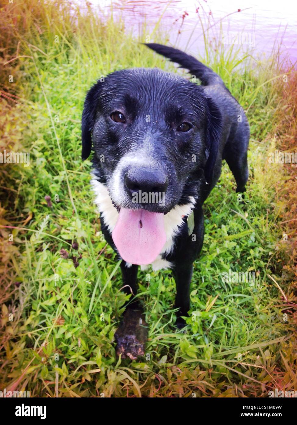 Josey attend pour le jet- noir et blanc lab joue dans le lac fetch - Image de stock capturée avec un smartphone