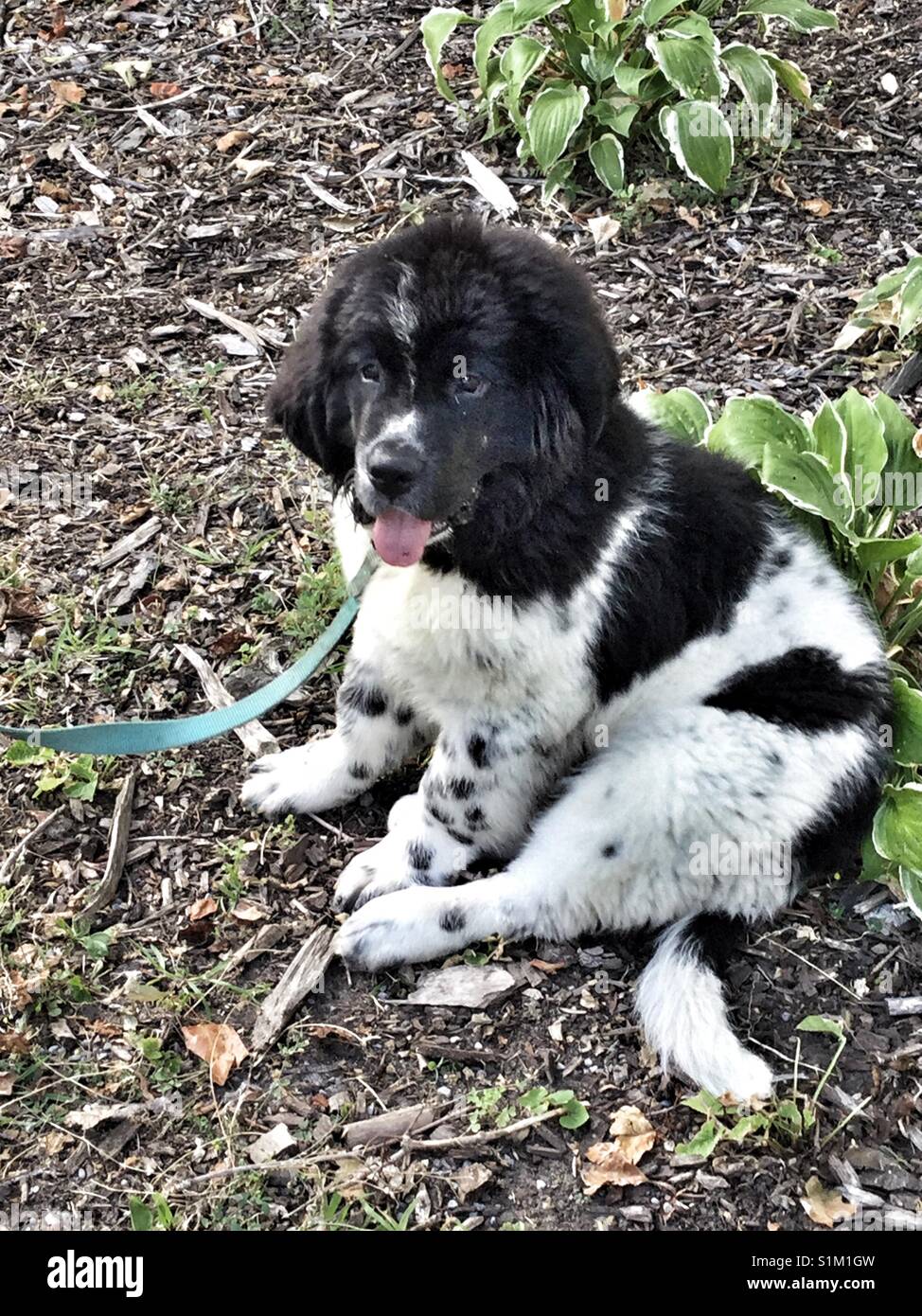 Chiot noir et blanc assis sur l'herbe. - Image de stock capturée avec un smartphone
