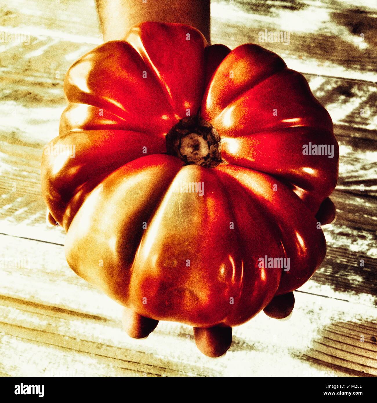 D'énormes tomates, tenu dans une main de femme. Banque D'Images