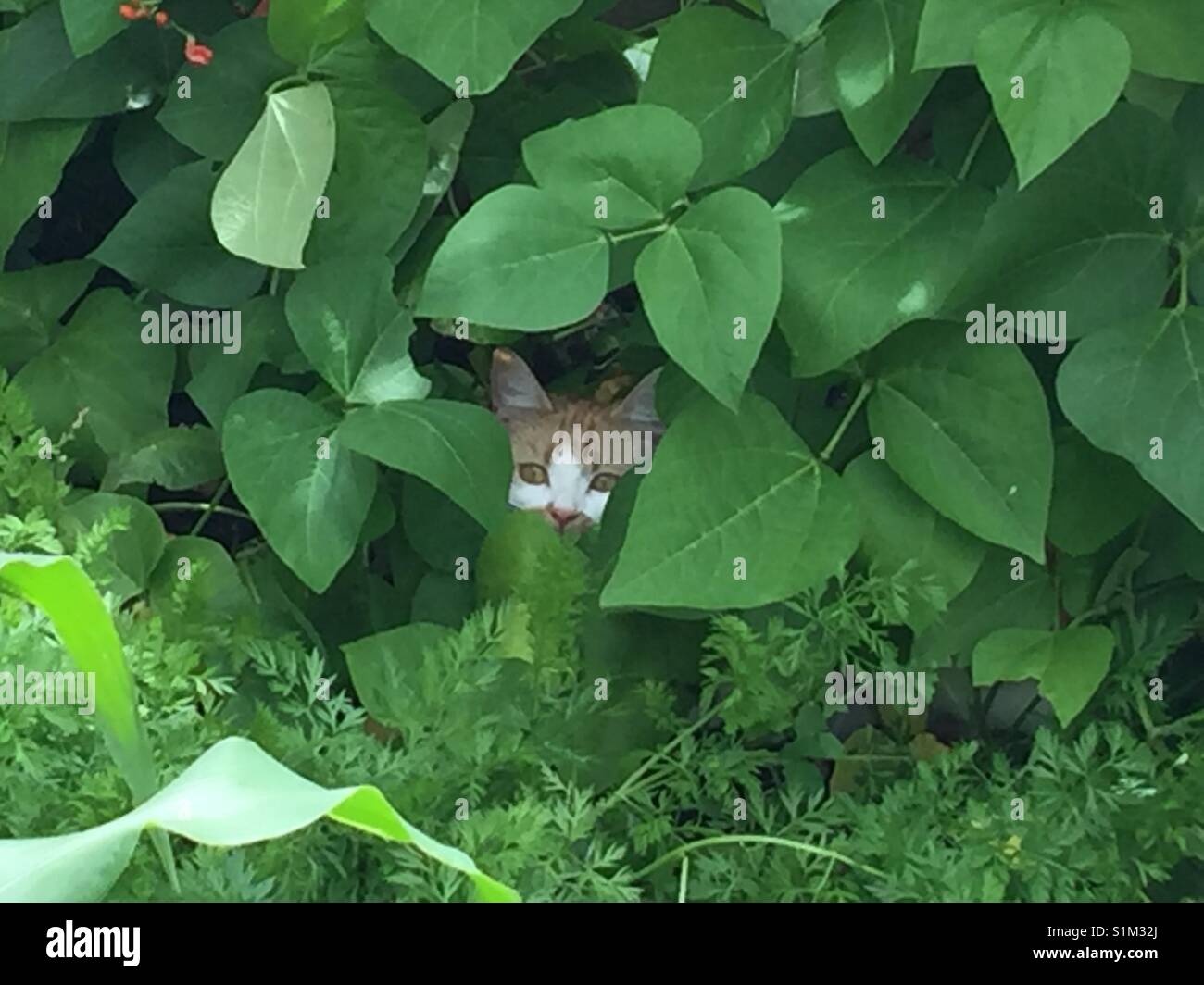 Chaton caché dans les haricots d'Espagne en attente d'assailler sur oiseaux inattendus Banque D'Images