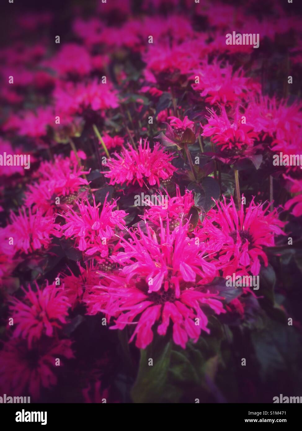 Monarda fleurs rose bergamote England UK - Image de stock capturée avec un smartphone