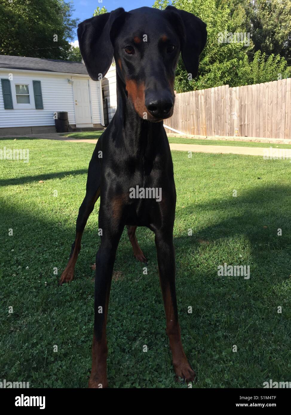 Dobermann prêt à jouer ! Banque D'Images