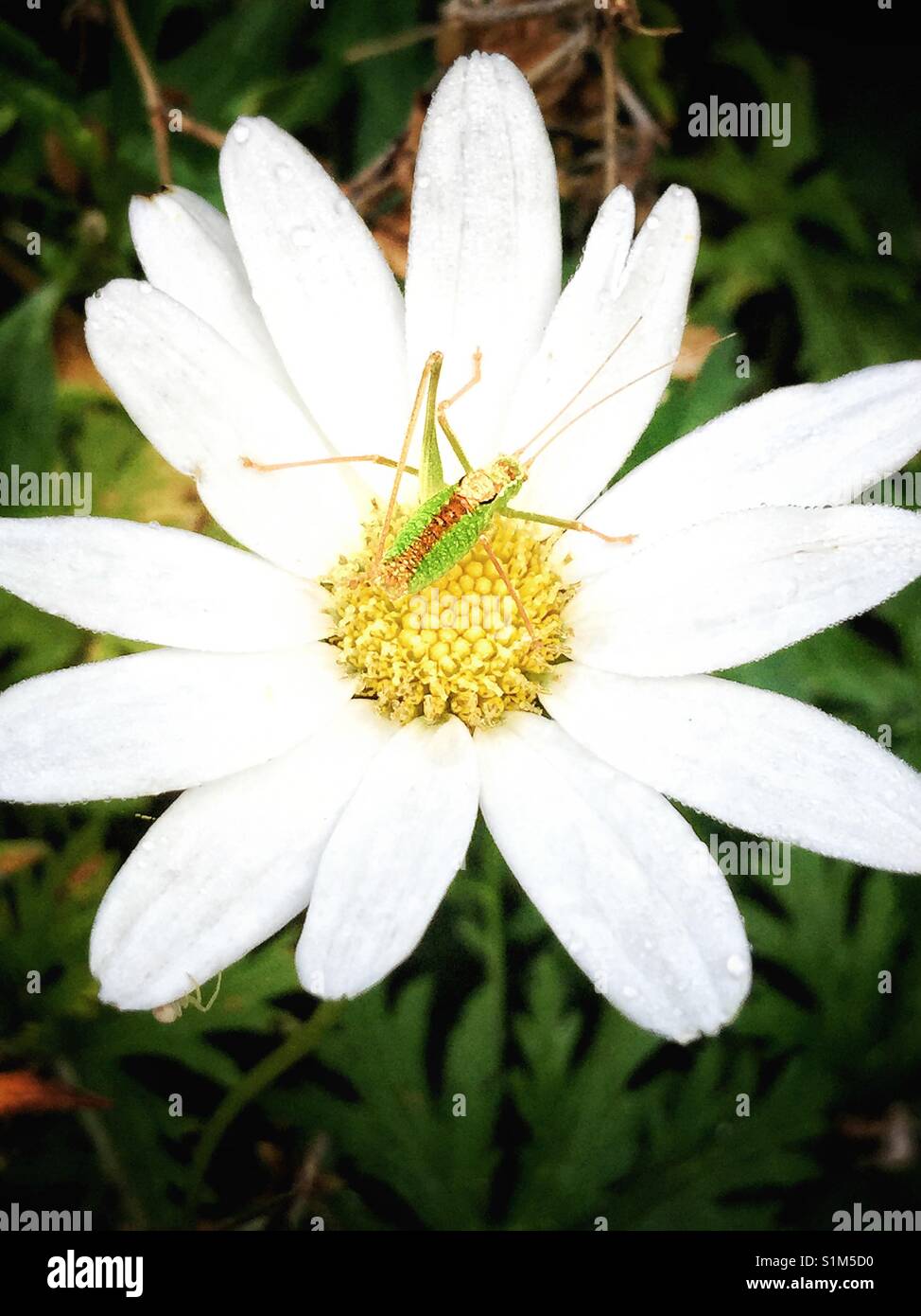 Une sauterelle sur une marguerite. - Image de stock capturée avec un smartphone Une sauterelle sur une marguerite. - Image de stock capturée avec un smartphone
