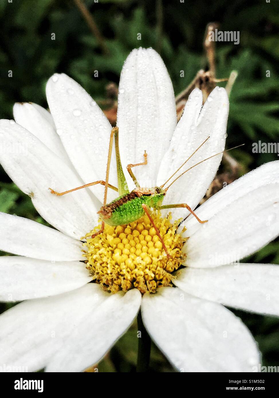 Close up d'une sauterelle sur une fleur marguerite - Image de stock capturée avec un smartphone Close up d'une sauterelle sur une fleur marguerite - Image de stock capturée avec un smartphone
