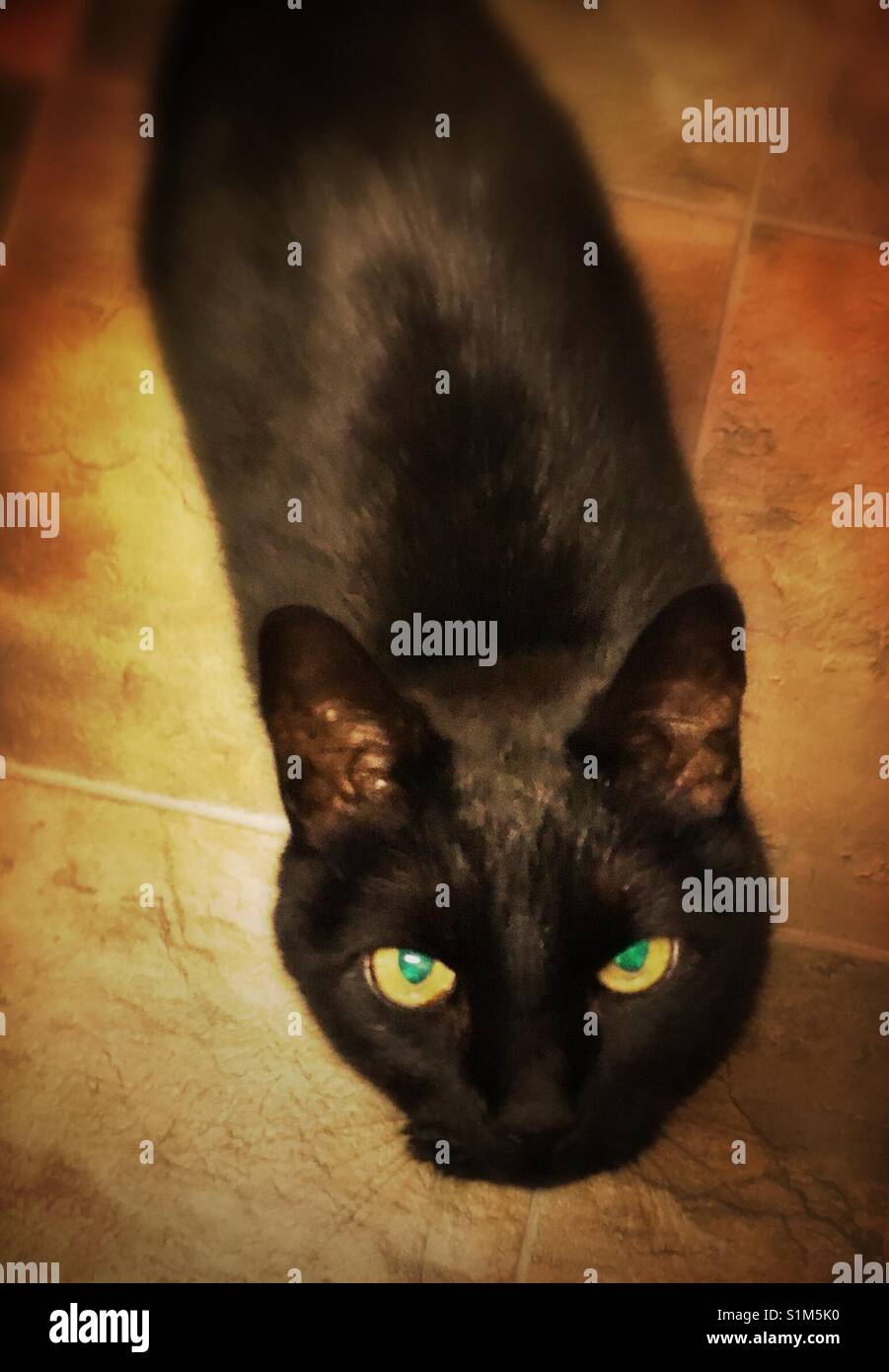 Chat noir aux yeux verts jusqu'à la Banque D'Images