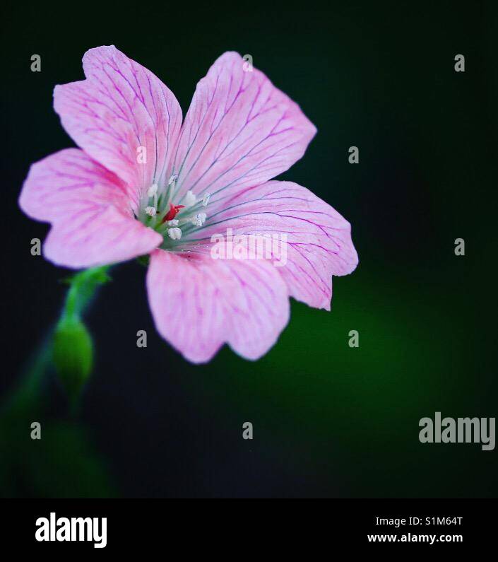 Géranium rose fleur. - Image de stock capturée avec un smartphone