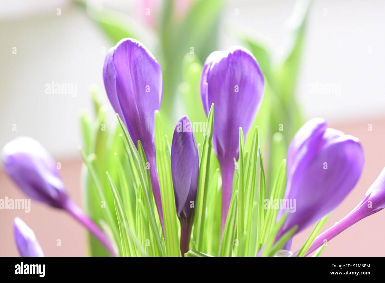 Bulbes de printemps en fleurs comme une pièce maîtresse de table Banque D'Images