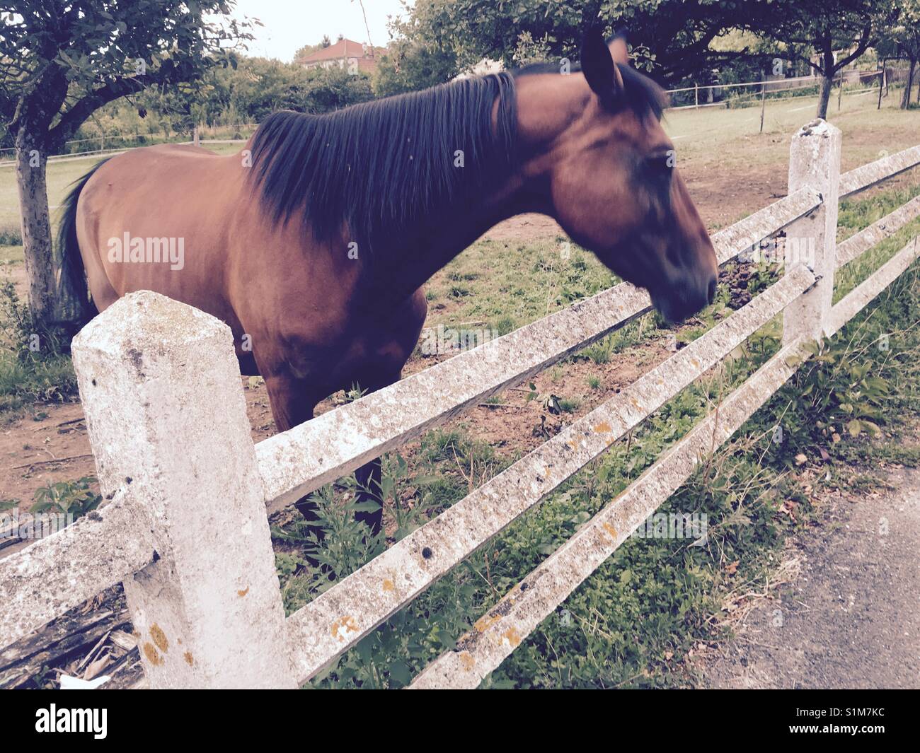 Dark Horse derrière barrière, Black Beauty - Image de stock capturée avec un smartphone