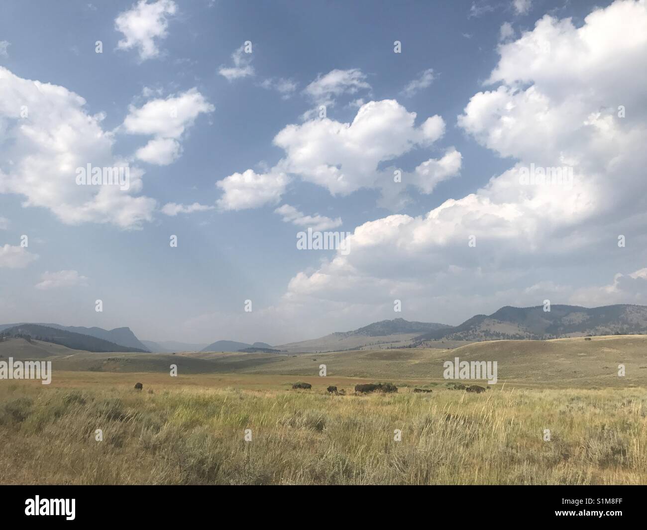 Les bisons du parc national de Grand Teton Banque D'Images