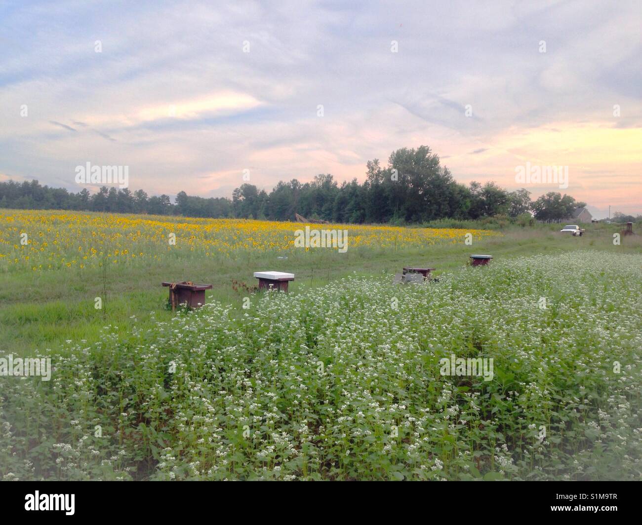 Weaver's sky- les nuages apparaissent tissés dans coucher de soleil sur les fleurs de sarrasin et de tournesol, champ avec des boîtes d'abeilles champs division - Image de stock capturée avec un smartphone