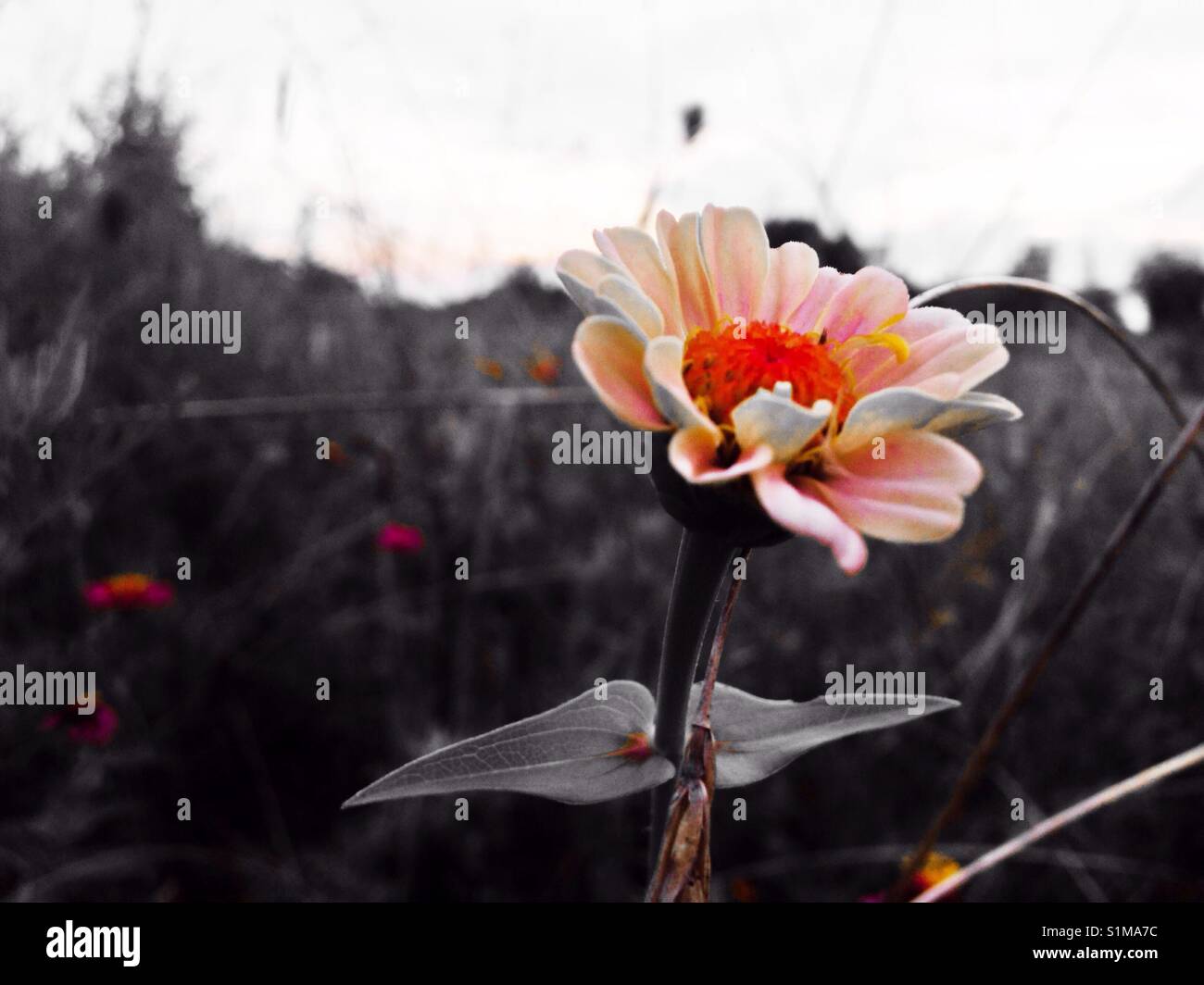 Peach fuzz- peach cosmos wildflower dans liste déroulante couleur photo filtrée Banque D'Images