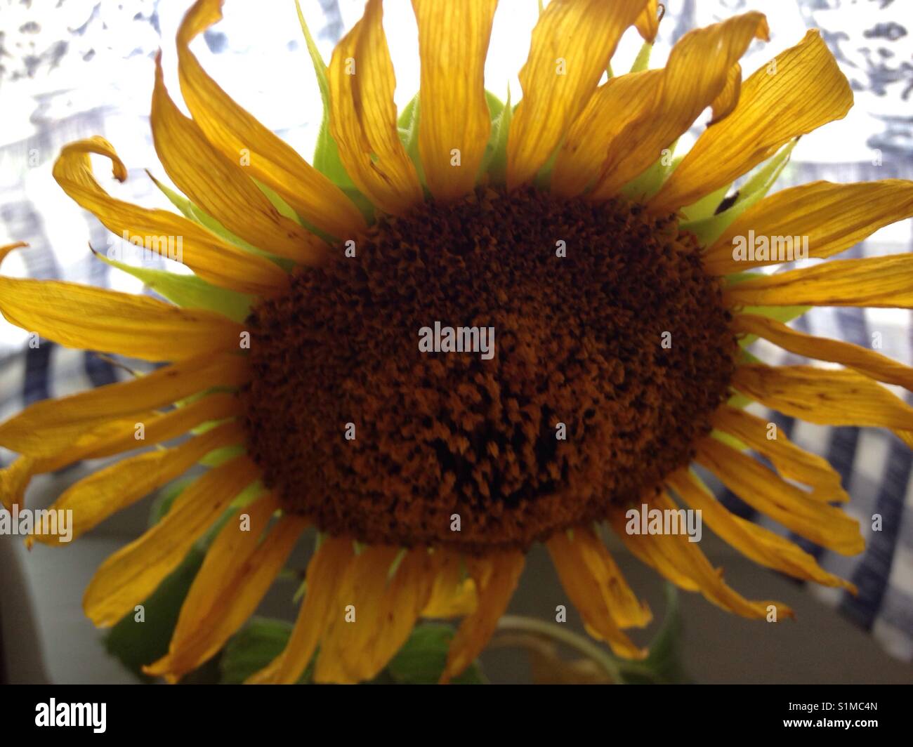 Le vieillissement de tournesol dans fenêtre avec des rideaux bleu et blanc Banque D'Images