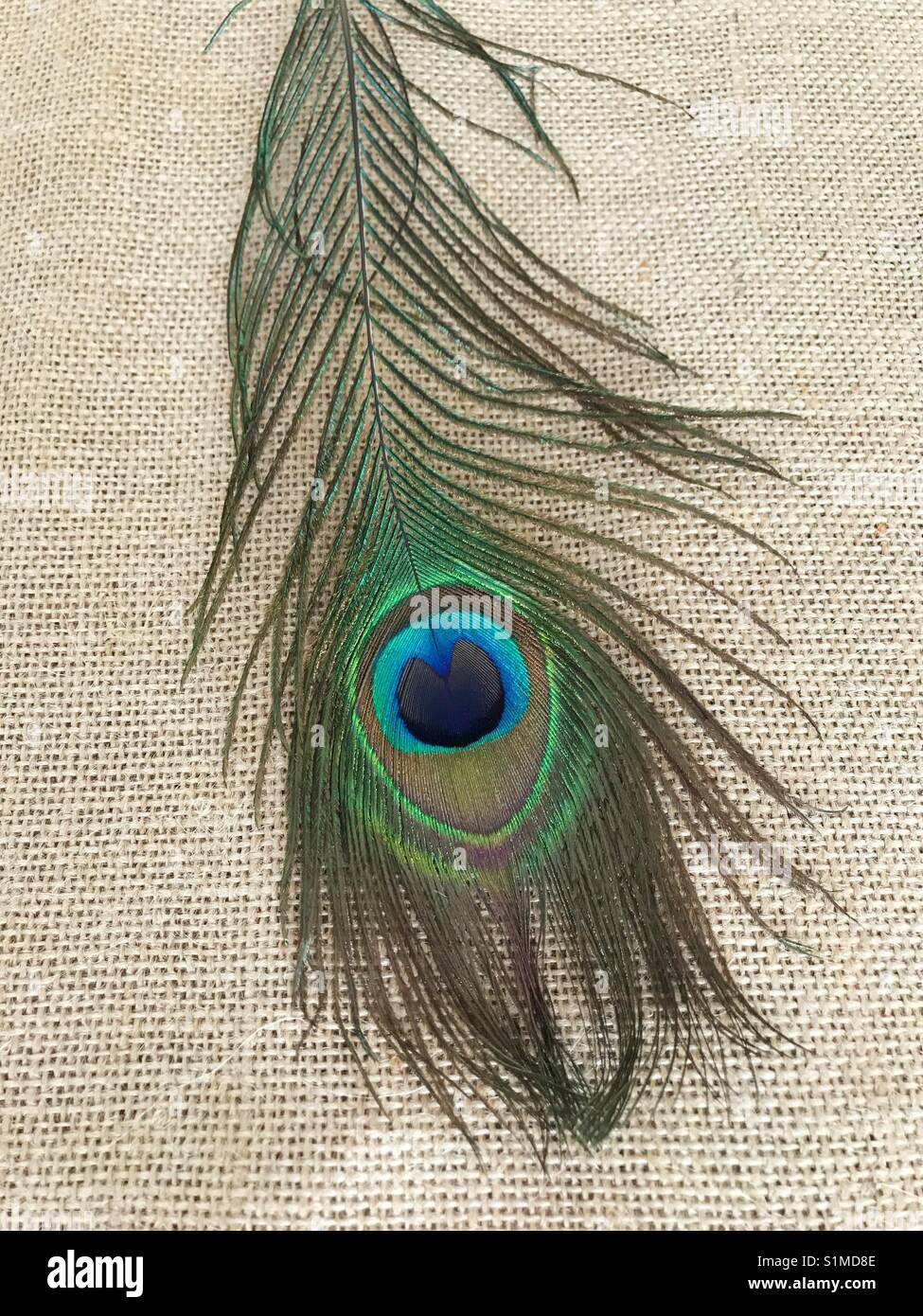 Plume de paon magnifique sur un fond de toile de jute - Image de stock capturée avec un smartphone