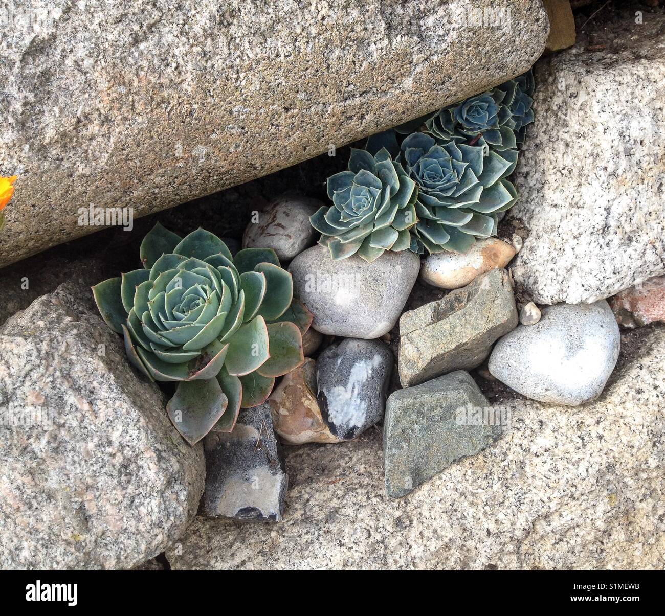 Les plantes succulentes qui poussent dans une crevasse du mur Banque D'Images