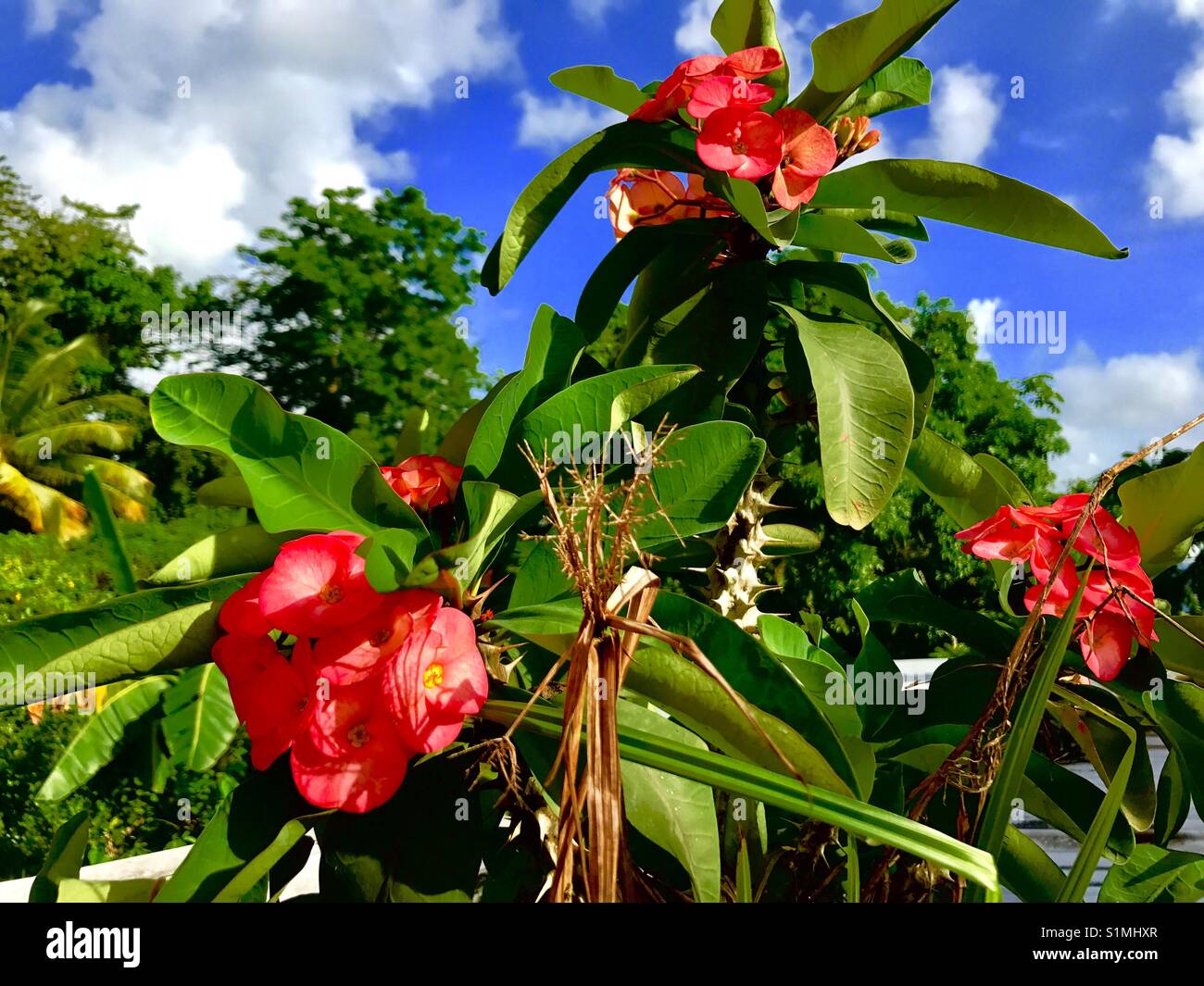 La chance de trouver cette belle fleur en Trinité-et-Tobago sur Neil Street Banque D'Images